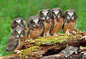 Northern Saw-whet Owl (Aegolius acadicus) chicks, Saskatchewan, Canada