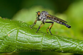 Robber Fly (Asilus cyanurus), Netherlands