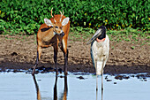Jabiru Stork (Jabiru mycteria) and Marsh Deer (Blastocerus dichotomus) in a receding lake, Pantanal, Brazil