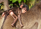 Chacma Baboon (Papio ursinus) mother carrying baby, Kruger National Park, South Africa