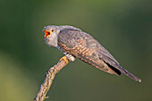 Common Cuckoo (Cuculus canorus) calling, Saxony-Anhalt, Germany