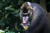 Mandrill (Mandrillus sphinx) male, native to central Africa