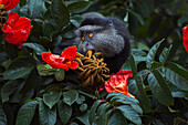 Blue Monkey (Cercopithecus mitis) feeding on African Tulip Tree (Spathodea sp) seed pods, Kakamega Forest Reserve, Kenya