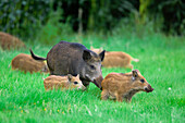 Wild Boar (Sus scrofa) mother with piglets, Noord-Brabant, Netherlands