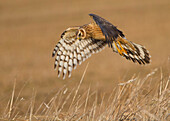 Northern Harrier (Circus cyaneus) flying, Flevoland, Netherlands