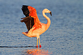 Chilean Flamingo (Phoenicopterus chilensis) stretching, Gelderland, Netherlands