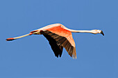 Chilean Flamingo (Phoenicopterus chilensis) flying, Buenos Aires, Argentina