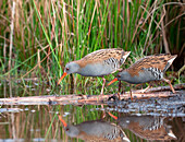 Water Rail (Rallus aquaticus) pair foraging, Emmen, Netherlands