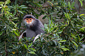 Douc Langur (Pygathrix nemaeus) male in tree, Vietnam