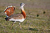 Great Bustard (Otis tarda) displaying, Extremadura, Spain