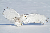 Snowy Owl (Nyctea scandiaca) hunting, Ontario, Canada