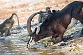 Sable Antelope (Hippotragus niger) male drinking with Chacma Baboons (Papio ursinus) in background, Chobe National Park, Botswana