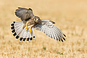 Eurasian Kestrel (Falco tinnunculus) female flying, Eilat, Israel
