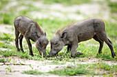 Warthog (Phacochoerus africanus) one month old piglets foraging, Chobe National Park, Botswana