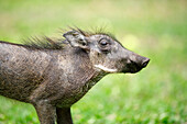 Warthog (Phacochoerus africanus) juvenile, Chobe National Park, Botswana