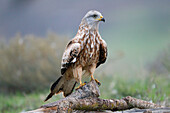 Red Kite (Milvus milvus), Spain