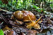 Snail (Megalobulimus sp), Panguana Nature Reserve, Peru