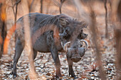 Warthog (Phacochoerus africanus), Niokolo-Koba National Park, Senegal