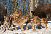 Wild Boar (Sus scrofa) group with piglets in snow, Autreche, France