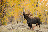 Moose (Alces alces shirasi) bull flehming, Grand Teton National Park, Wyoming