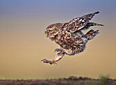 Little Owl (Athene noctua) landing, Lancashire, United Kingdom