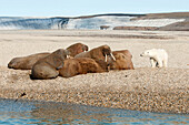 Polar Bear (Ursus maritimus) next to Walrus (Odobenus rosmarus) group, Svalbard, Norway