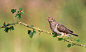 Common Cuckoo (Cuculus canorus) feldgling, Noord-Holland, Netherlands