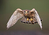 Eurasian Kestrel (Falco tinnunculus) flying