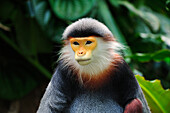 Douc Langur (Pygathrix nemaeus), native to southeast Asia