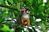 South American Squirrel Monkey (Saimiri sciureus) mother with baby, Amacayacu National Park, Colombia