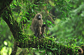 Olive Baboon (Papio anubis) male in forest, Bale Mountains National Park, Ethiopia