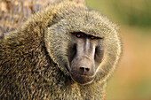 Olive Baboon (Papio anubis), Samburu National Park, Kenya