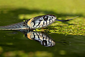 Grass Snake (Natrix natrix) in water, Poland