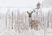 Western Roe Deer (Capreolus capreolus) in snow, Netherlands