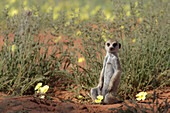 Meerkat (Suricata suricatta), Kalahari Desert, Namibia