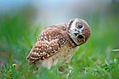 Burrowing Owl (Athene cunicularia) curious owlet, Cape Coral, Florida