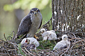 Northern Goshawk (Accipiter gentilis) female at nest with chicks, western Montana