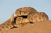 Prairie Rattlesnake (Crotalus viridis viridis) in defensive posture, South Dakota