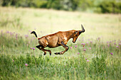 Common Hartebeest (Alcelaphus buselaphus) running, Rietvlei Nature Reserve, South Africa