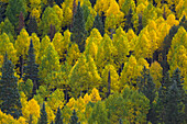 Quaking Aspen (Populus tremuloides) trees in autumn, Rocky Mountains, Colorado