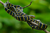 Mangrove Cat Snake (Boiga dendrophila), Kuching, Sarawak, Borneo, Malaysia