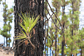 Canary Island Pine (Pinus canariensis) young needles, La Palma Island, Spain
