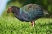 Takahe (Porphyrio hochstetteri), Tiritiri Matangi Island, North Island, New Zealand