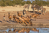 Red Hartebeest (Alcelaphus caama) herd drinking at waterhole in dry season with Common Eland (Tragelaphus oryx) group approaching, Etosha National Park, Namibia