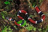Colubrid Snake (Rhinobothryum bovallii), San Cipriano, Colombia