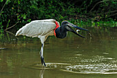 Jabiru Stork (Jabiru mycteria) swallowing fish prey, Pantanal, Mato Grosso, Brazil