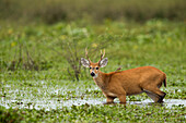 Marsh Deer (Blastocerus dichotomus) buck in marsh with Cattle Tyrant (Machetornis rixosus) on back, Ibera Provincial Reserve, Ibera Wetlands, Argentina