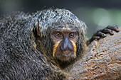 White-faced Saki (Pithecia pithecia) female, native to South America