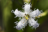 Bogbean (Menyanthes trifoliata) flower, Bavaria, Germany