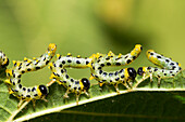 Sawfly (Craesus septentrionalis) larvae in defensive posture, Upper Bavaria, Germany